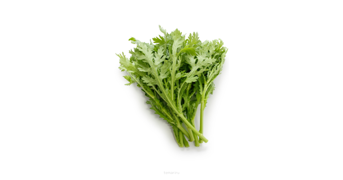 syungiku